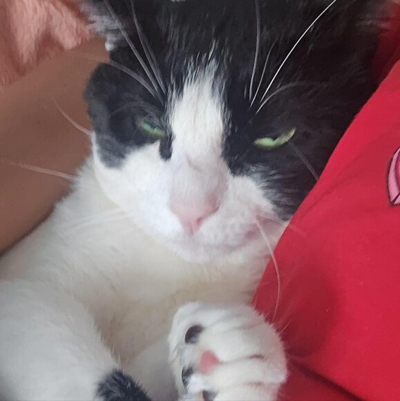choxo_cat